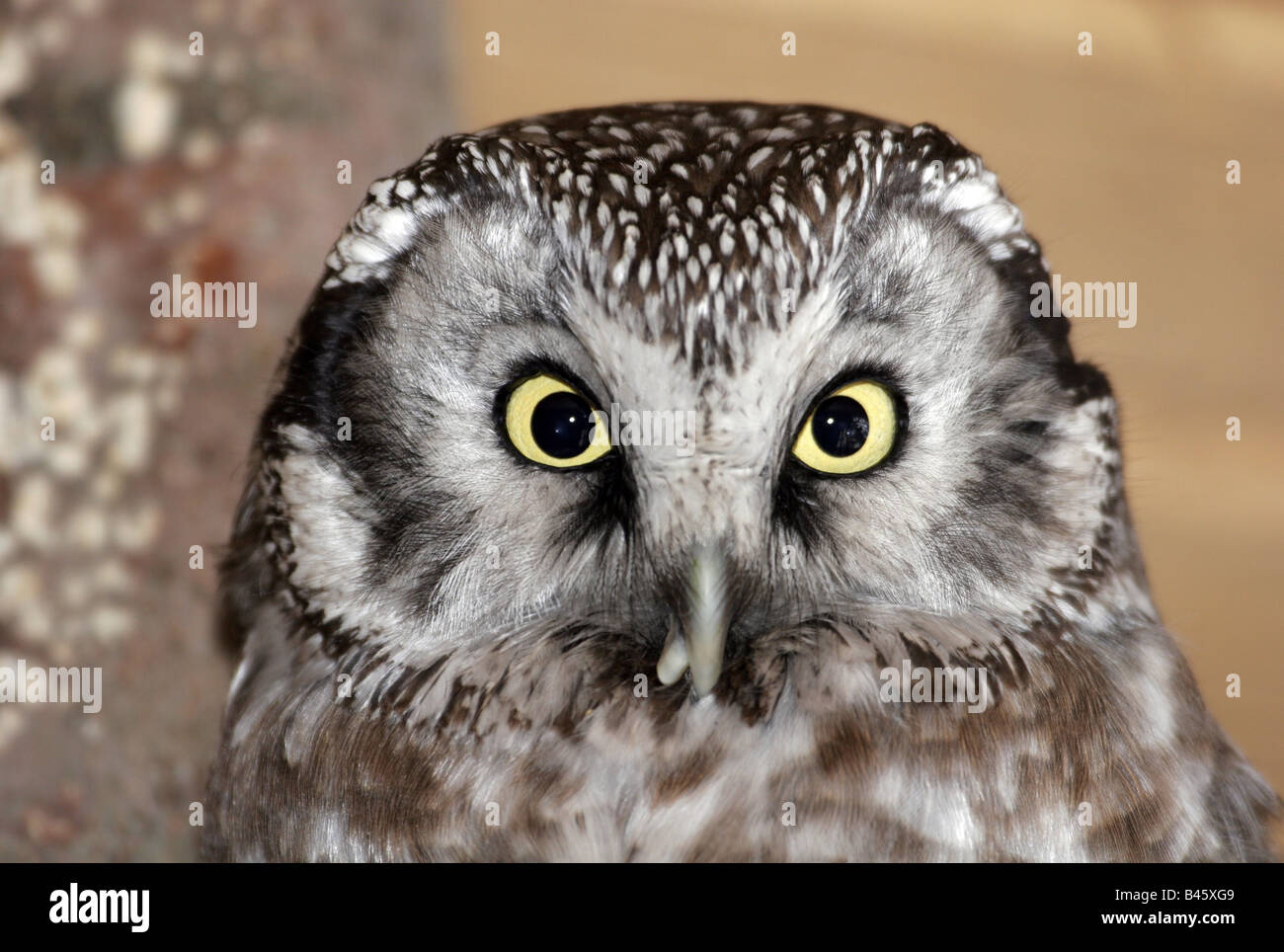 zoology / animal, avian / bird, strigidae, Tengmalm `s owl, (aegolius funereus), detail, head, Additional-Rights-Clearance-Info-Not-Available Stock Photo